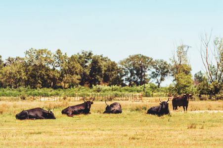 法国隆河三角洲的斗牛黑色公牛的玛格公园