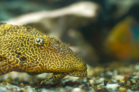 水族馆的鱼鲶鱼 Ancistrus Plecostomus