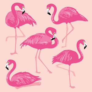矢量集与粉红色的火烈鸟。手工绘制的插图