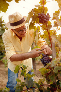 葡萄收获男子在葡萄园的葡萄采摘