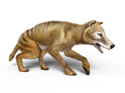 塔斯马尼亚虎3d cg 渲染的一只袋狼照片