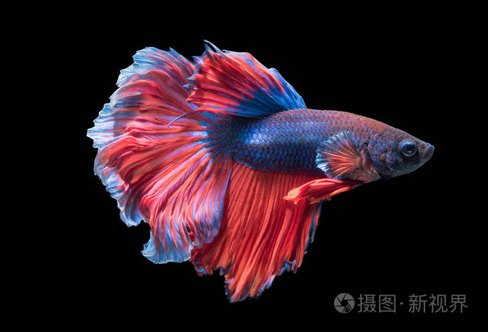 美丽的斗鱼,黑色的背景上孤立照片-正版商用图片0u9ztb-摄图新视界