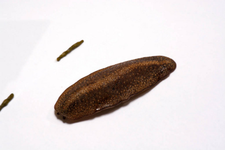 蛞蝓棕色图片
