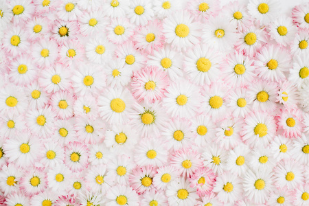 白色和粉红色的洋甘菊雏菊花