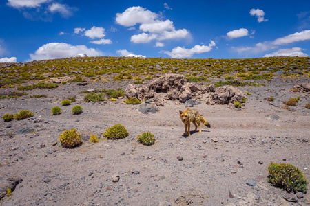 高原沙漠，sud 利佩斯珍藏，玻利维亚的赤狐