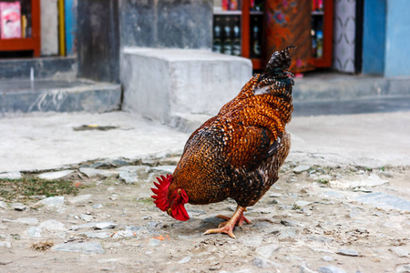 在尼泊尔安纳布尔基地营跋涉一个村子里的鸡