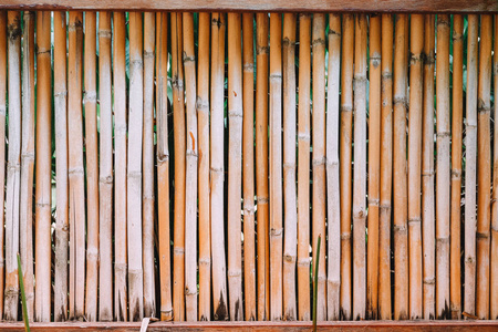 美丽的竹的背景墙上