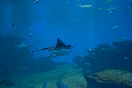 多彩的异国热带鱼类和鲨鱼水下水族馆