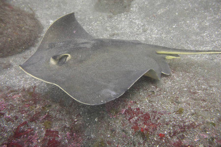 在大海的底部的红色魟鱼照片