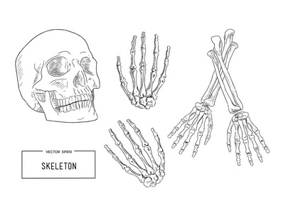 人类的骨骼，素描矢量