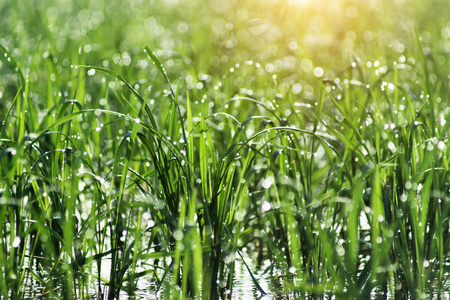 水稻植物和水液滴与光散景