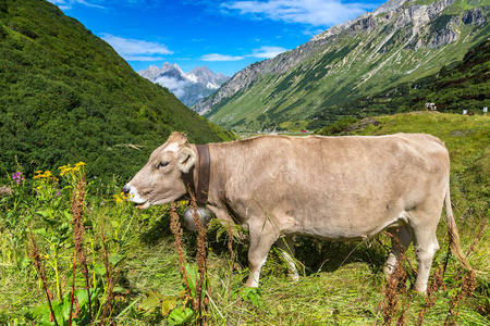 在阿尔卑斯山放牧的牛