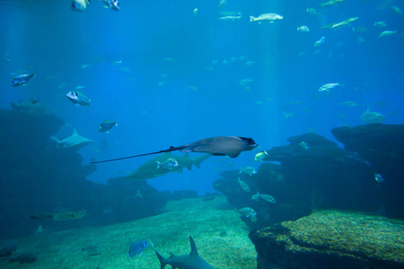 多彩的异国热带鱼类和鲨鱼水下水族馆