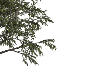3d 渲染的前景树枝上白色黑色孤立