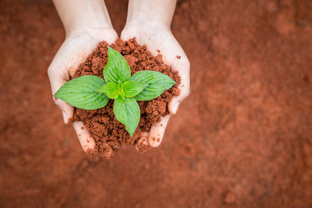 紧抱着土壤和年轻植物的人民手中。生态学和越来越多的植物概念