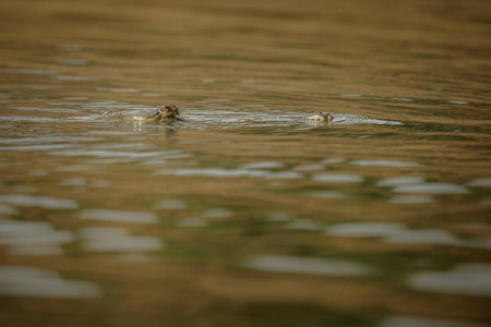 印度 gavial 在自然栖息地, 昌巴尔河保护区, Gavialis gangeticus, 非常濒危的印度野生动物种类