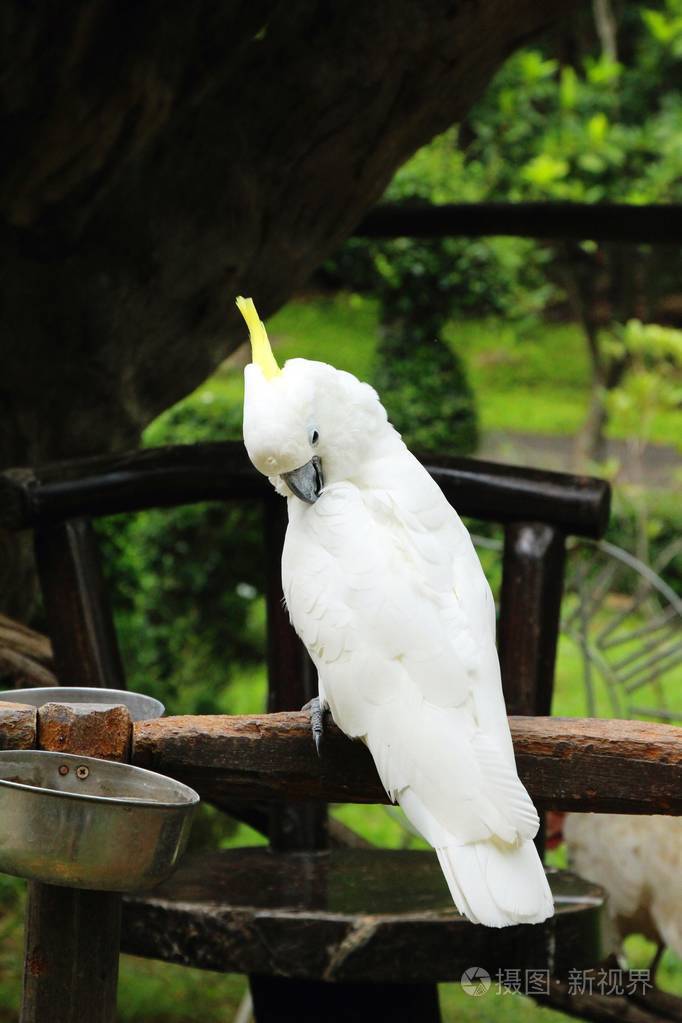 macore鸟鹦鹉美丽在动物园里