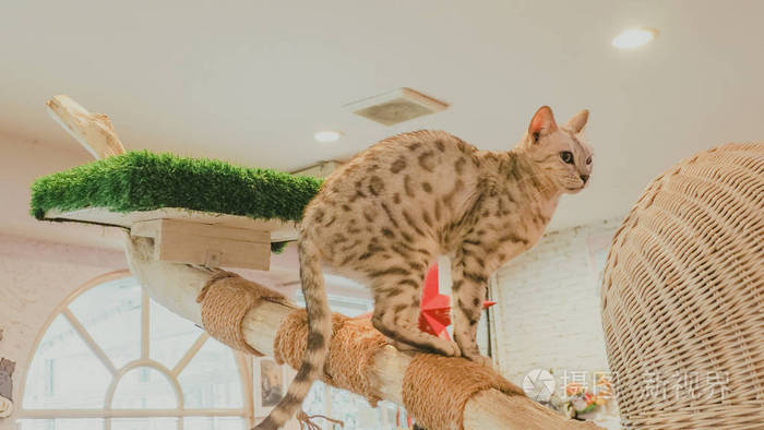 孟加拉猫背景照片 正版商用图片0uaaus 摄图新视界