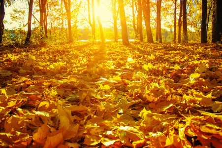 秋天的树木上太阳