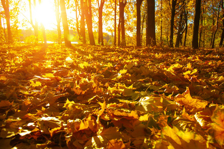 秋天的树木上太阳照片