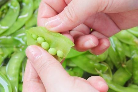 手剥豌豆从豆荚