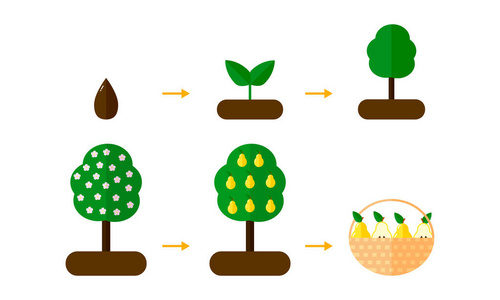 大树的成长过程简图图片