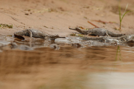 印度 gavials 在自然栖息地, 昌巴尔河保护区, Gavialis gangeticus, 非常濒危的印度野生动物种类