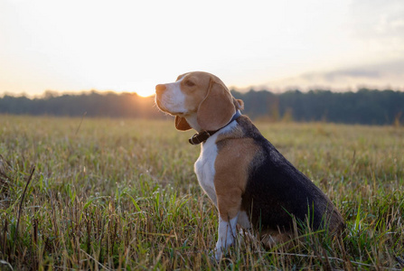 清晨散步比格犬