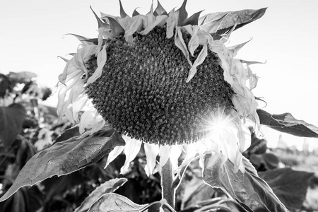 枯萎的胶东向日葵场悲伤环境黑和 whi照片