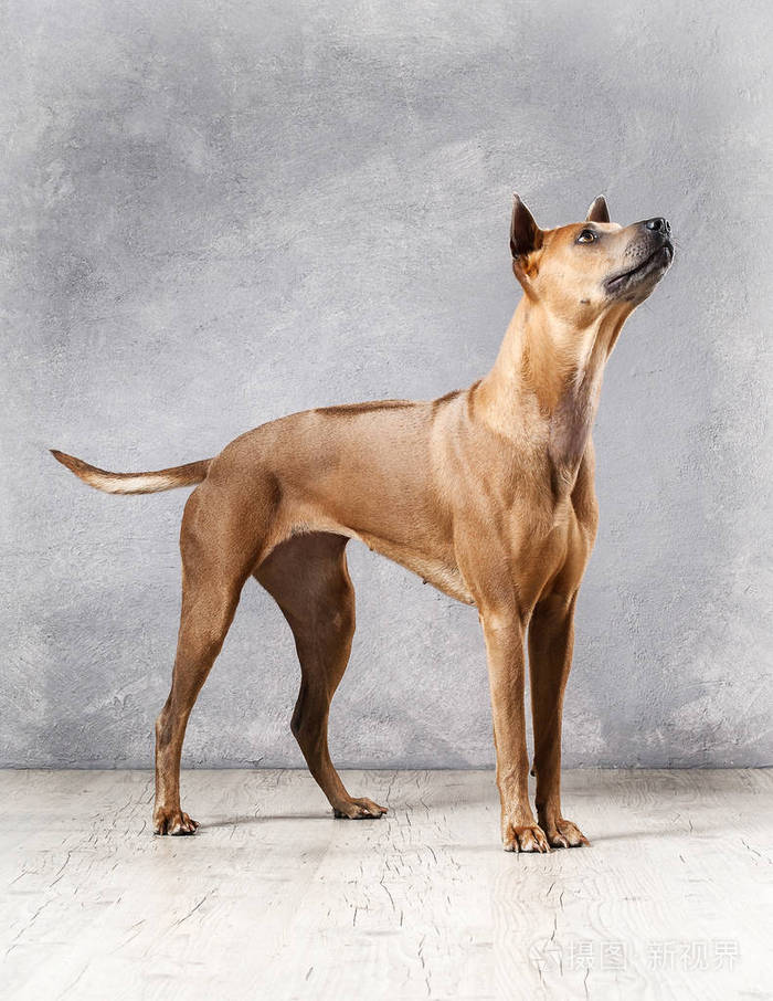 狗.在带纹理的背景上年轻泰国脊背犬狗