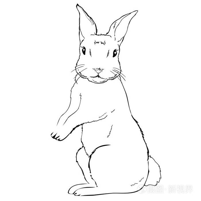 兔子，动物，插画矢量
