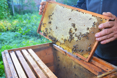 养蜂人举着带有蜂窝与工作蜂蜜蜜蜂的蜂巢从他手框架