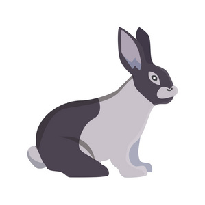 矢量图的卡通兔不同品种.细 bunnys 兽医设计照片