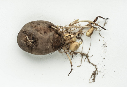 根地窖土豆发芽的根与年轻块茎照片