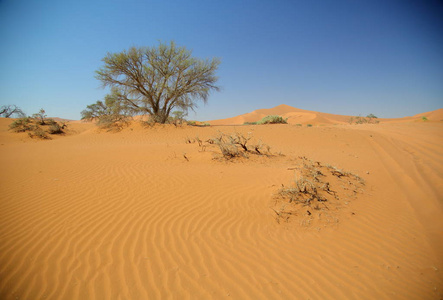 Deadvlei 相思树