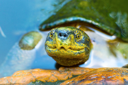 热带的池塘水中的大龟