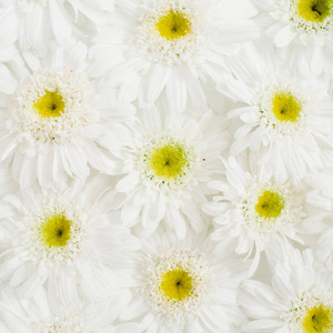 花卉图案的白色洋甘菊雏菊花