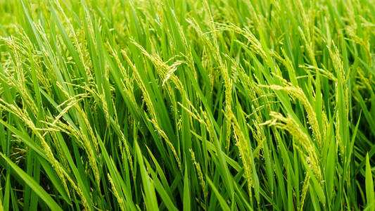 美丽的绿色水稻水稻植株