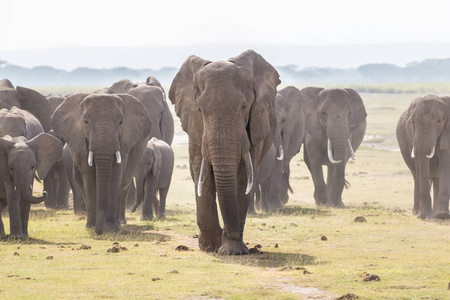 群在肯尼亚安博塞利国家公园的野生大象
