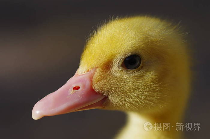 小鸭子的特写