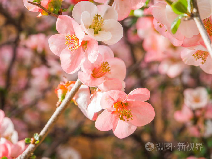 美丽的景色的赏花公园 在樱花盛开的季节期间在京都照片 正版商用图片0uav7h 摄图新视界