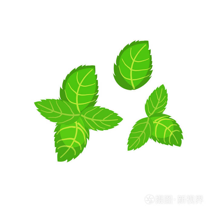 绿色的新鲜罗勒叶图标.