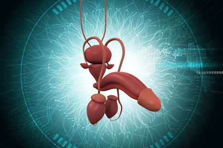 人类男性生殖器官与照片