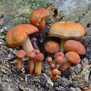 gymnopus fusipes 蘑菇