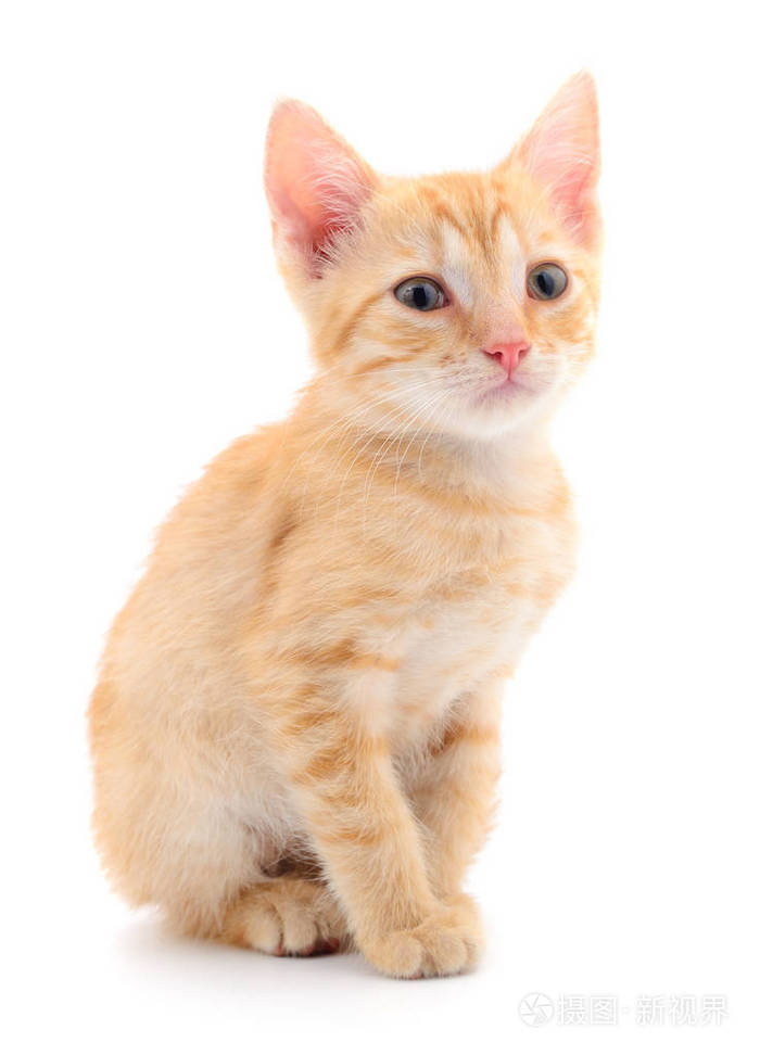 在白色背景上的小猫