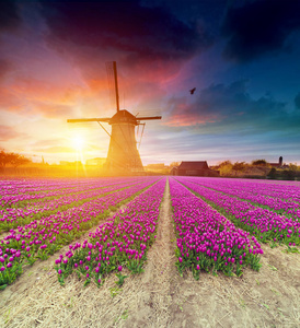 景观与郁金香，传统的荷兰风车和桑斯安斯 Schans，荷兰，欧洲在运河附近的房子