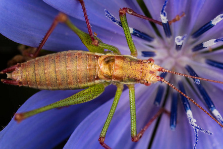 螽后腿长角亚目螽亚目照片