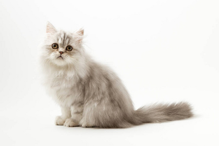 坐在白色背景上的长长的头发小猫