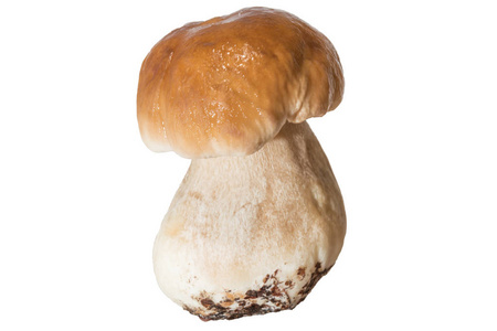 厚厚的蘑菇腿与湿的帽白色背景上新鲜森林蘑菇牛肝菌照片