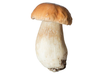 厚厚的蘑菇腿与湿的帽白色背景上新鲜森林蘑菇牛肝菌